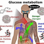 glucose metabolism fat mass