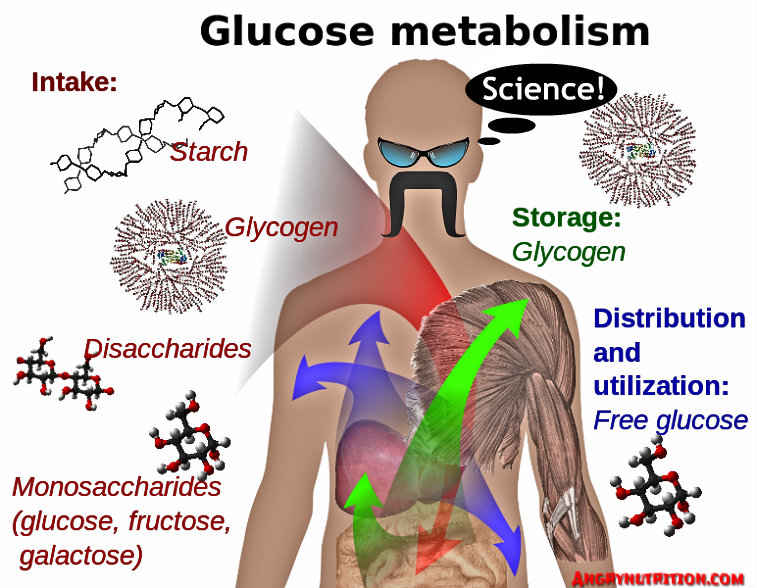 glucose metabolism fat mass